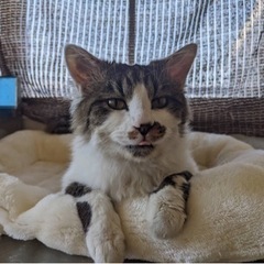 迷子猫です。飼い主さん探しています