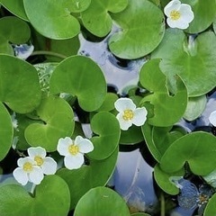 《無農薬》メダカの水草☘️山盛り5種セット☘