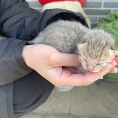 5匹赤ちゃんが産まれました！里親様募集中です。
