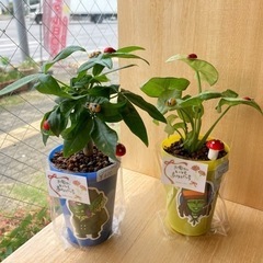 2023/05/13（土）120 GREENショコラさん納品✨