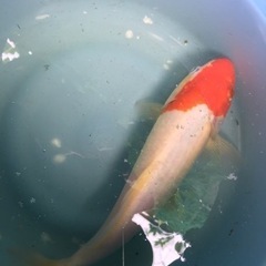 🐟錦鯉（ニシキゴイ）丹頂系約25cm【生体】