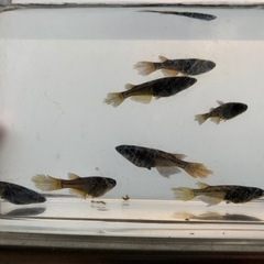 改良めだか サタンの卵 20個＋α メダカオロチひれ長