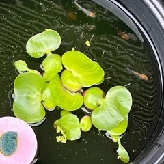 ホテイ草
