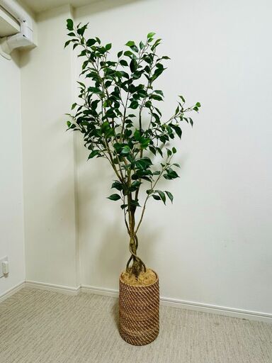 【美品】フェイクグリーン フィカス150cm(OS605-5-352) ニトリ