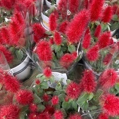 キャットテール　メメ　　1ポット¥220の画像