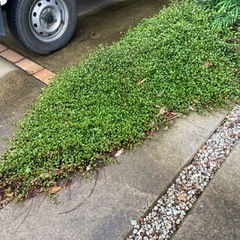 ワイヤープランツ