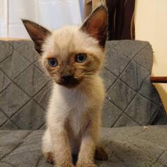 シャム風可愛い子猫　わさび　２カ月半男の子