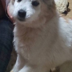 迷い犬探してます