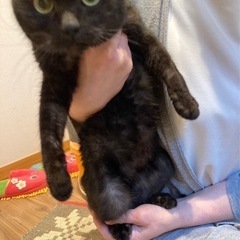 黒猫ちゃん5ヶ月🌷一旦募集を停止しています