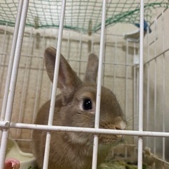 ミニウサギ