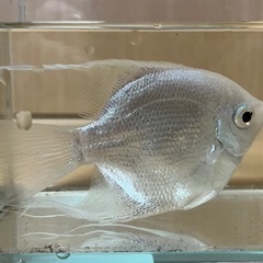 プラチナエンゼルフィッシュ里親募集