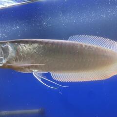 シルバーアロワナ(レッド)　30センチ　熱帯魚の画像