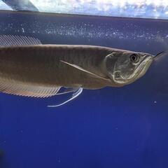 シルバーアロワナ(レッド)　30センチ　熱帯魚の画像