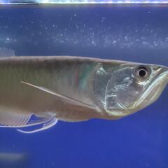 シルバーアロワナ(レッド)　30センチ　熱帯魚の画像