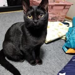 生後1年　黒ネコ　メス　