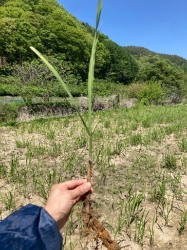 真菰　マコモダケ　新芽　苗　10株