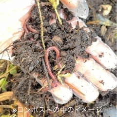 ミミズコンポスト用シマミミズ50匹（送料込み）の画像