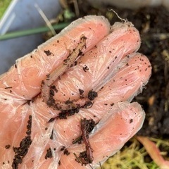 ミミズコンポスト用シマミミズ50匹（送料込み）の画像
