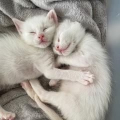 全員決まりました🎉✨4月上旬産まれの仔猫多数