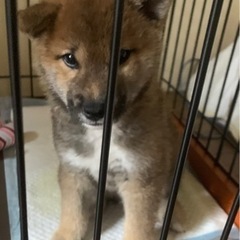 柴犬 子犬の里親募集 無料であげます・譲ります｜ジモティー