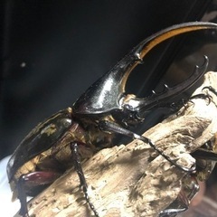 ヘラクレス1ペア確定福袋！