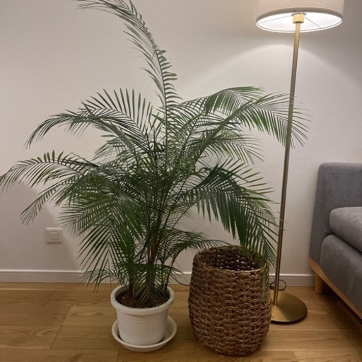 【希少】ヒメヤシ ヒメココス 8号 120cm