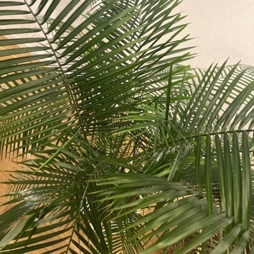 【希少】ヒメヤシ ヒメココス 8号 120cm