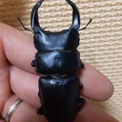 【企画】オークション🎆