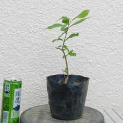 ムラサキシキブ