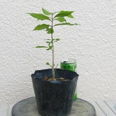ムラサキシキブの画像