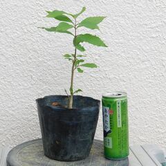 ムラサキシキブの画像
