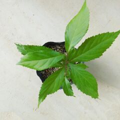 ムラサキシキブの画像