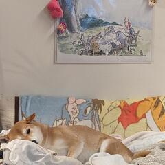 柴犬友達募集!　秋田県　潟上市在住です。