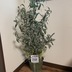 ランキングキーワードに紐づく投稿画像-観葉植物