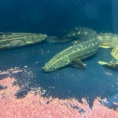 ポリプテルス ビキールビキールの画像