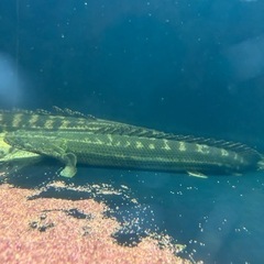 ポリプテルス ビキールビキールの画像