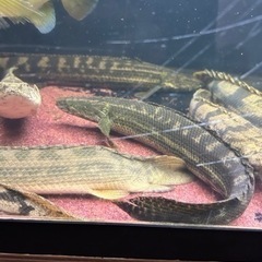 ポリプテルス ビキールビキールの画像