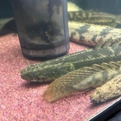 ポリプテルス ビキールビキールの画像