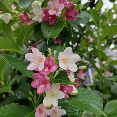 ハコネウツギ　挿し木苗　最後の一本　値下げしました