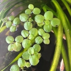 🌿アマゾンフロッグピット2〜4枚(20株)🌿