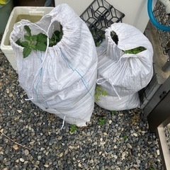 土嚢　一個30円　合計8個　まとめて200円　園芸用及び野菜の土