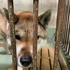 保健所からのお引き取りのわんちゃん