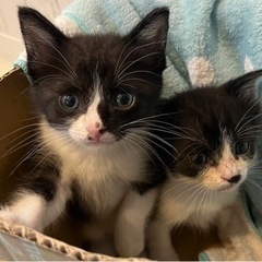 2ヶ月、男の子
