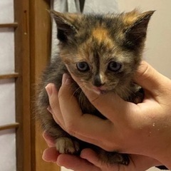 里親募集です