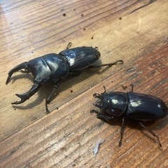 数量限定！　国産　オオクワガタ　成虫　ペア　YG 血統