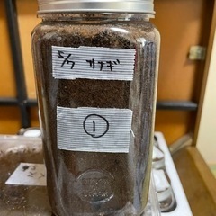 国産カブトムシの蛹①（オス）　小学生以下のお子様限定