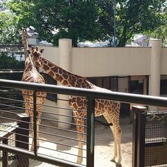 横浜の野毛山動物園見学イベント