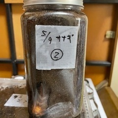 国産カブトムシの蛹②（オス）　小学生以下のお子様限定