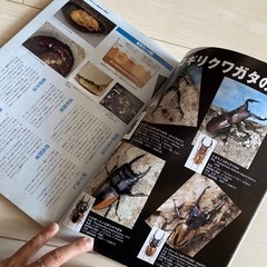 雑誌　BE•KUWA ビークワの画像