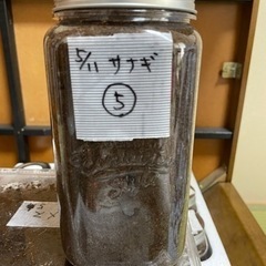 国産カブトムシの蛹⑤（オス）